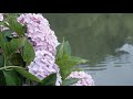 美しき松江の風景　雨の紫陽花　堀川沿いは雨にシットリとした紫陽花が美しい japan shimane matsue rain hydrangea