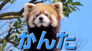 【可愛い顔の表情を見るなら、レッサーパンダの　かんたが一番！】～Nishiyama Zoo red pandas～