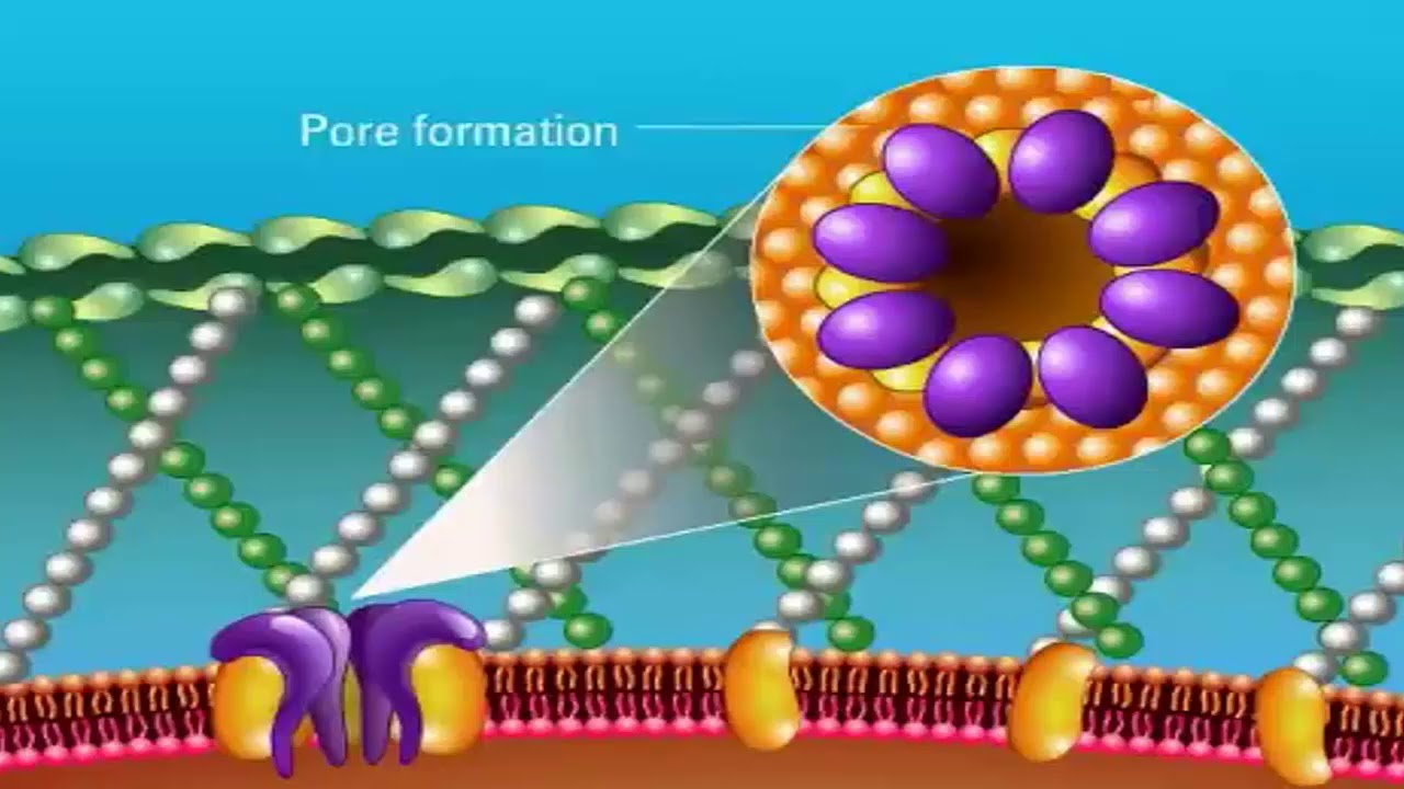 Anfotericina B Mecanismo De Ação - BRAINCP