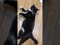 tuxedo cat🐈‍⬛しっぽをつんつんしようかな😊白黒猫ざきおくん