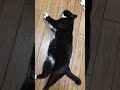 tuxedo cat🐈‍⬛しっぽをつんつんしようかな😊白黒猫ざきおくん