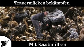 Trauermücken bekämpfen, mit Raubmilben | Hypoaspis miles