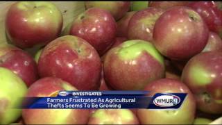 NH farmers dealing with growing problem of produce theft