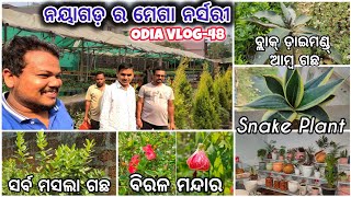 Odia Vlog-48|| ନୟାଗଡ଼ ର ମେଗା ନର୍ସରୀ🌳 ପ୍ରଥମ ଥର ଦେଖିଲୁ ଏତେ ପ୍ରକାର ଗଛ😱🪴Basudha Nursery, Nayagarh🌿