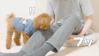 【ドッキリ】ブーブークッションを愛犬の前で鳴らしたら悲劇がおきた【トイプードル】