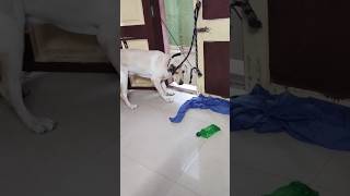 சாப்பாடு என்றால் என்ன ரியாக்ஷன் பாருங்க #funny #lablovers #petowner #dogs #dog #funnydog #labrador 🎯