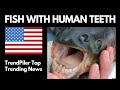 Fish with 'human' teeth caught in North Carolina.