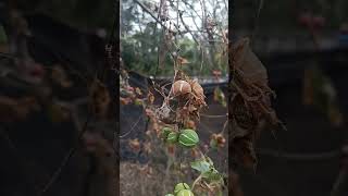 picking Shivlingi seeds ☺️