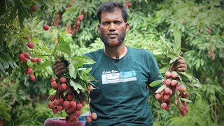 বোম্বাই লিচু। পাবনার  ৫০০ কোটি টাকার লিচু যেভাবে ভাঙ্গা হয়। লিচু বাগানে ১ দিন চাষ পদ্ধতি লাভ ক্ষতি।