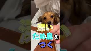 犬がありがとうの感謝を伝えている行動4選