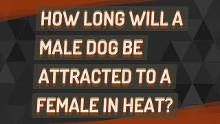 How long will a male dog be attracted to a female in heat?