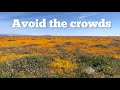 Where to see ( super bloom ? ) poppy flowers in   The Antelope Valley with less crowds !