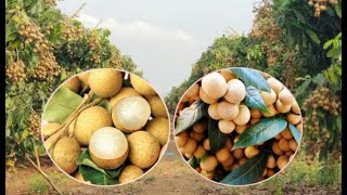 បច្ចេកទេសដាំដំណាំមៀន​ Longan  Planting Technique