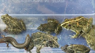 Reptile-amphibians. Catch lizards and frogs in puddles