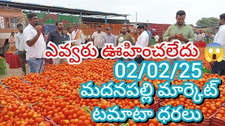 02/02/25 Madanapalle Tomato Market Price Today || Today Tomato Market Rate In Madanapalle #today