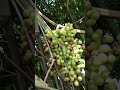 wild grapes ទំពាំងបាយជូរព្រៃ