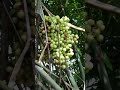 wild grapes ទំពាំងបាយជូរព្រៃ