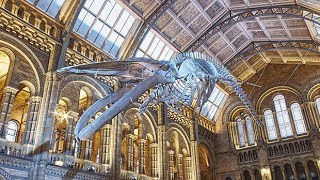 Timelapse: blue whale moves into Natural History Museum