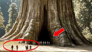 The Biggest Tree on Earth is Bigger Than Your Imagination!