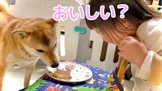 ケーキを食べる柴犬に「おいし？」と感想を聞きまくる1歳娘