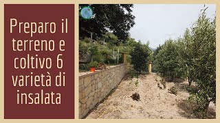 Preparo il terreno e coltivo 6 varietà di insalata