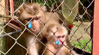 NEW UPDATE, NEW FAMILY WILL ADOPT KAKA MONKEY AND MIT MONKEY AND PUKA TO THEIR NEW HOME