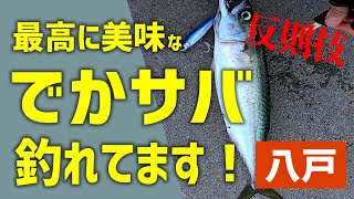 【反則技!?ルアーで泳がせ】八戸港内で釣れる衝撃的なおいしさのデカサバを釣れ！