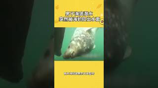 男子海底潛水 突然被海豹拉出水面#寵物 #動物 #可愛