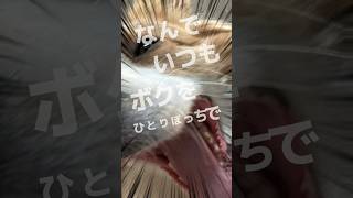 おいていかないで#協力会社募集中です#建設業で働いてみませんか? #鳶職人 #土工 #建設業 #犬 #ボーダーコリー #入寮 #名古屋 #横浜 #求人募集中 #年齢不問 #女子作業員 #社長#協力会社