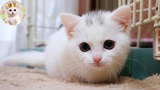 未公開！ウチの子になった短足マンチカン猫のラム　Welcome home, Lum! The short legged white cat.