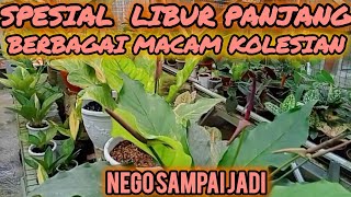 SPESIAL WEEKEND‼️BANYAK KOLEKSIAN TANAMAN UNIK DISINI SIAP DIMILIKI, HARGA NEGOIN SAMPAI JADI .