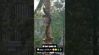 30 அடி 🐍 #shorts #shortsfeed #shortsvideo #trending #vadivelu #comedy #garden #movie #animals #snake