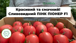 Уборка урожая розовой сливки. Красивый и вкусный томат. Пинк Пионер F1 от SAKATA