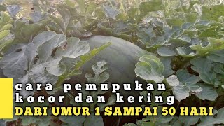 CARA PEMUPUKAN SEMANGKA UMUR 1 HARI SAMPAI UMUR 52 HARI