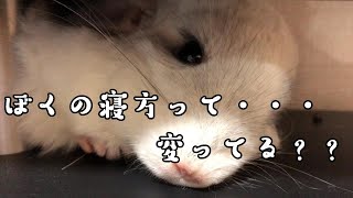 【チンチラ】ぼくの寝方って・・・？？　chinchilla