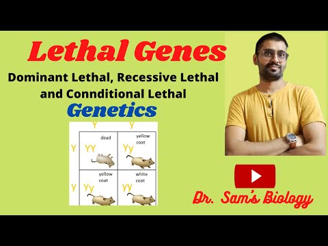 What is a dominant lethal allele?