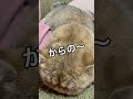 【エキゾチックショートヘア】たわしにしか見えん！