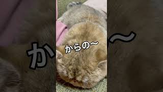 【エキゾチックショートヘア】たわしにしか見えん！