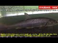 【アクアリウム／渓流魚飼育】 娘と一緒に初めての渓流釣りイクラで釣れた魚達を地下リウムに連れ帰り水合せしてみた！／【釣果】 ヤマメ、エゾウグイ、カワカジカ