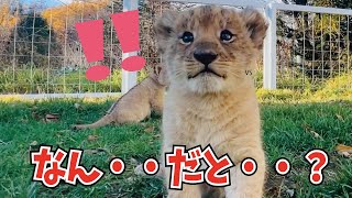 衝撃！初めての出来事にドキドキする赤ちゃんライオン