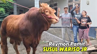 LIMOUSIN JUMBO SUPER GAGAH PINDAH KANDANG SUSUL WARISO JR❗️🔥