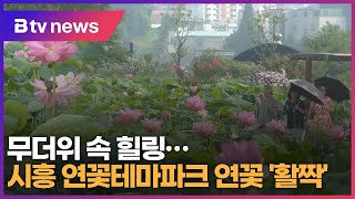 무더위 속 힐링…시흥 연꽃테마파크 연꽃 '활짝'