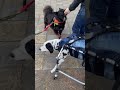 公園でお友達と会えて喜ぶチャップリン　 dalmatian seniordog ダルメシアン シニア犬 歩行器 車いす wheelchair