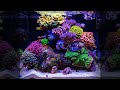 NANO TANK DREAM - SPS wonder of Florida - 35 Gallon REEF AQUARIUM *corals*