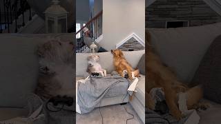 My dogs got sweet revenge!