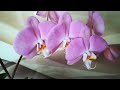 ТРИ ОРХИДЕИ САМОУБИЙЦЫ МОИ КРАСАВИЦЫ ❣️😍❤️👍 orhids phalaenopsis orjidea flor ❣️❤️🧡💛🌱🦋