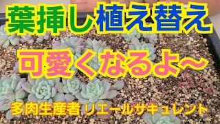 【多肉植物】【ガーデニング】葉挿し苗を植え替え🎶可愛くなるよ～🎶2022年11月20日