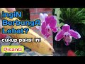 Pupuk pisang Agar anggrek mekar cantik sepanjang Tahun/MERAWAT TANAMAN ANGGREK