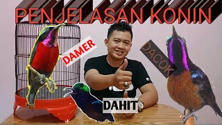 PERBEDAAN MENGENAI KONIN DAMER, DACOK DAN DAHIT