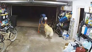 Suspect stops to pet dog before stealing bike from garage